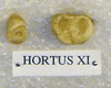 HORTUS XI