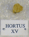 HORTUS XV