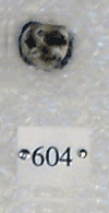 KNM-CA 604