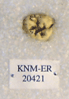 KNM-ER 20421