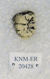 KNM-ER 20428