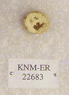 KNM-ER 22683