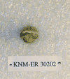 KNM-ER 30202
