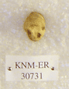 KNM-ER 30731
