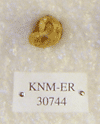 KNM-ER 30744