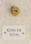 KNM-ER 30750