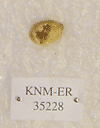 KNM-ER 35228