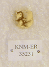 KNM-ER 35231