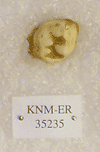 KNM-ER 35235