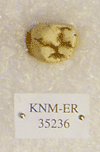 KNM-ER 35236