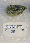 KNM-FT 28