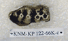 KNM-KP 122-66K-c
