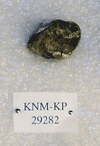 KNM-KP 29282