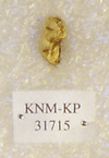 KNM-KP 31715
