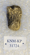 KNM-KP 31724