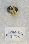KNM-KP 31726