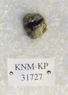 KNM-KP 31727
