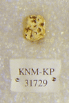 KNM-KP 31729