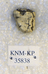 KNM-KP 35838