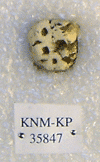 KNM-KP 35847