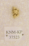 KNM-KP 37523