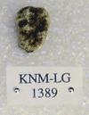 KNM-LG 1389