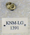 KNM-LG 1391