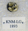 KNM-LG 1893