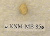 KNM-MB 85