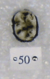 KNM-MW 50