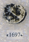 KNM-RU 1697