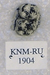KNM-RU 1904