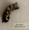 KRAPINA 54 (MANDIBLE D)