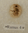 KRAPINA 66 (RAMUS 4)