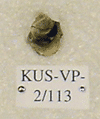 KUS-VP-2-113