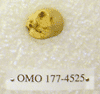 OMO 177-4525