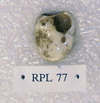 RPL 77