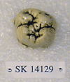 SK 14129