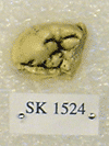 SK 1524