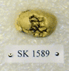 SK 1589