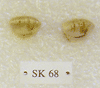 SK 68