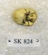 SK 824