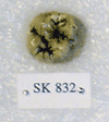 SK 832