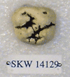 SKW 14129