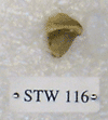 STW 116