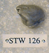 STW 126