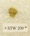 STW 209