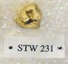 STW 231