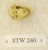 STW 240