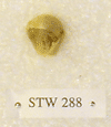 STW 288